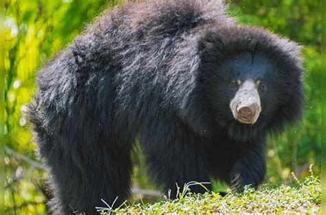 Zoo Miami celebrates rare birth of sloth bear cubs